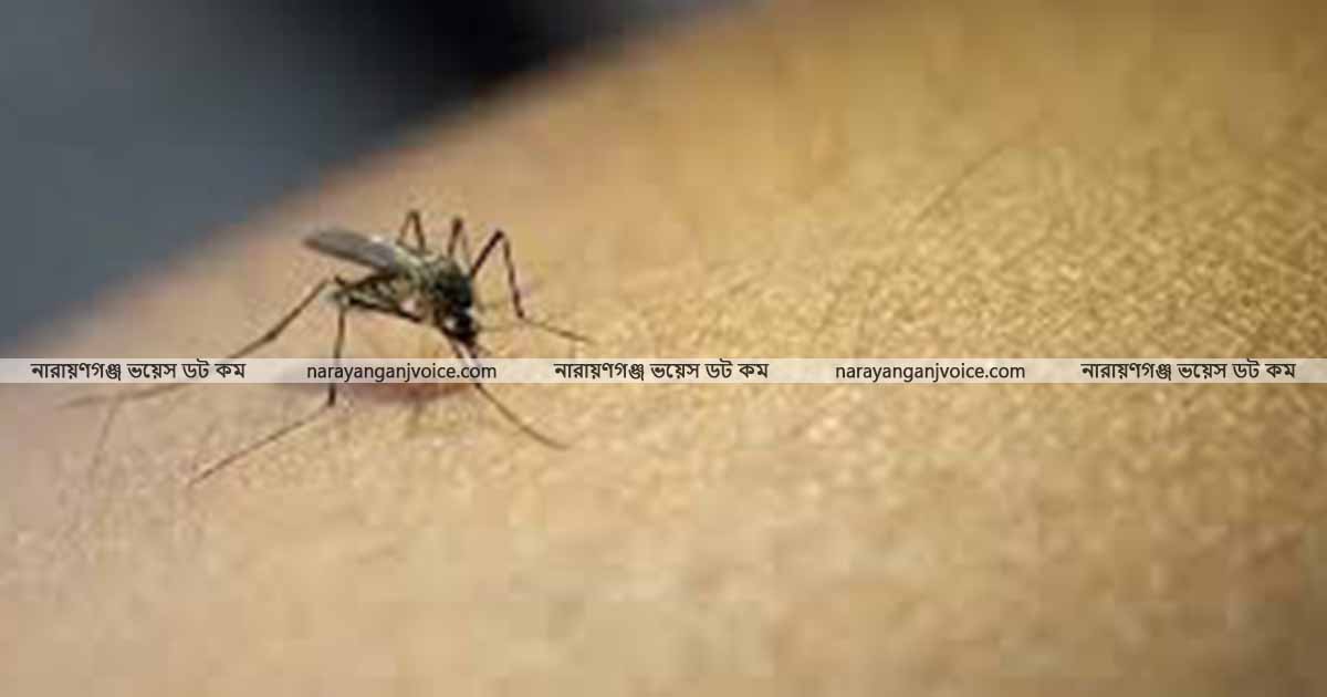 নারায়ণগঞ্জে ডেঙ্গুঃ চরম সতর্কাবস্থা, আক্রান্ত ও রোগীর সংখ্যা বাড়ছেই